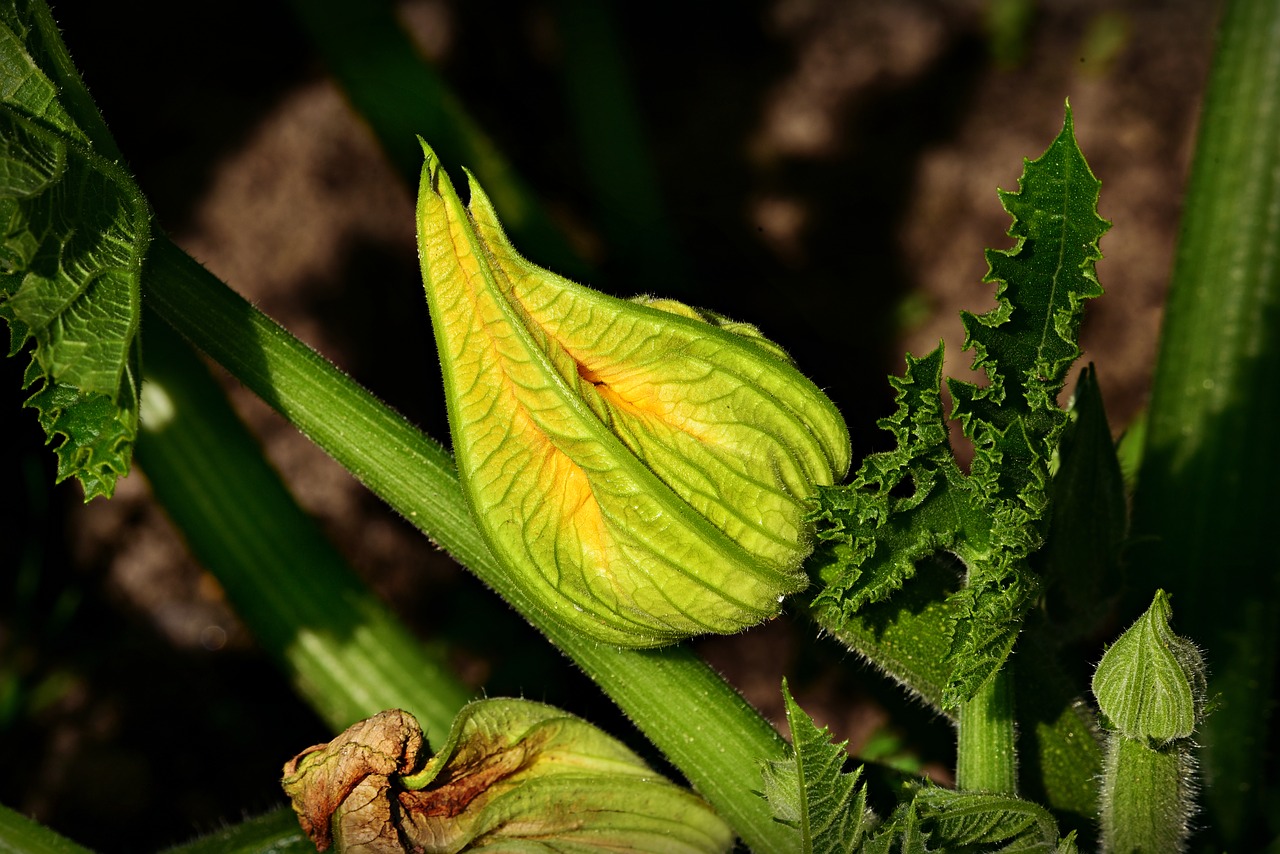 courgette flower  zucchini  vegetable free photo
