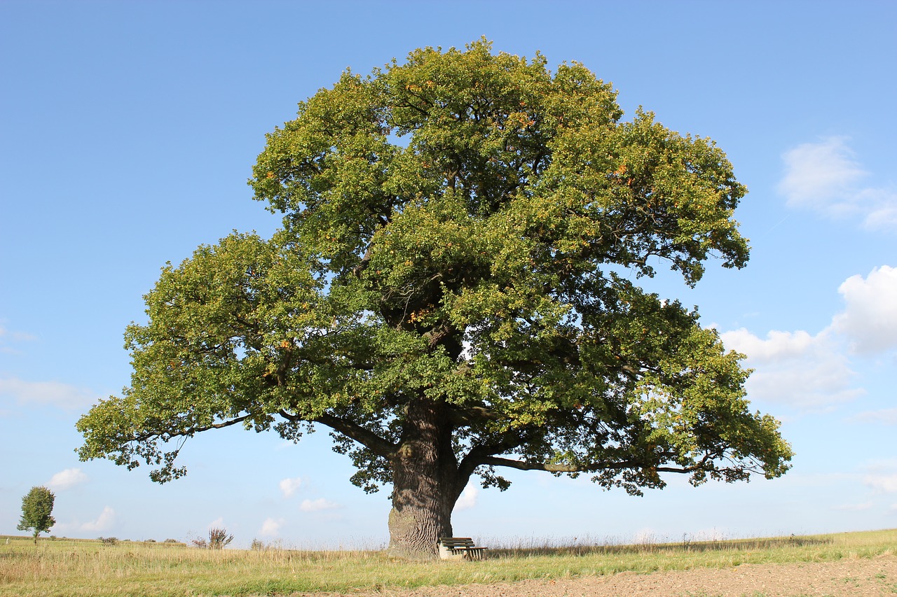 court oak oak tree free photo