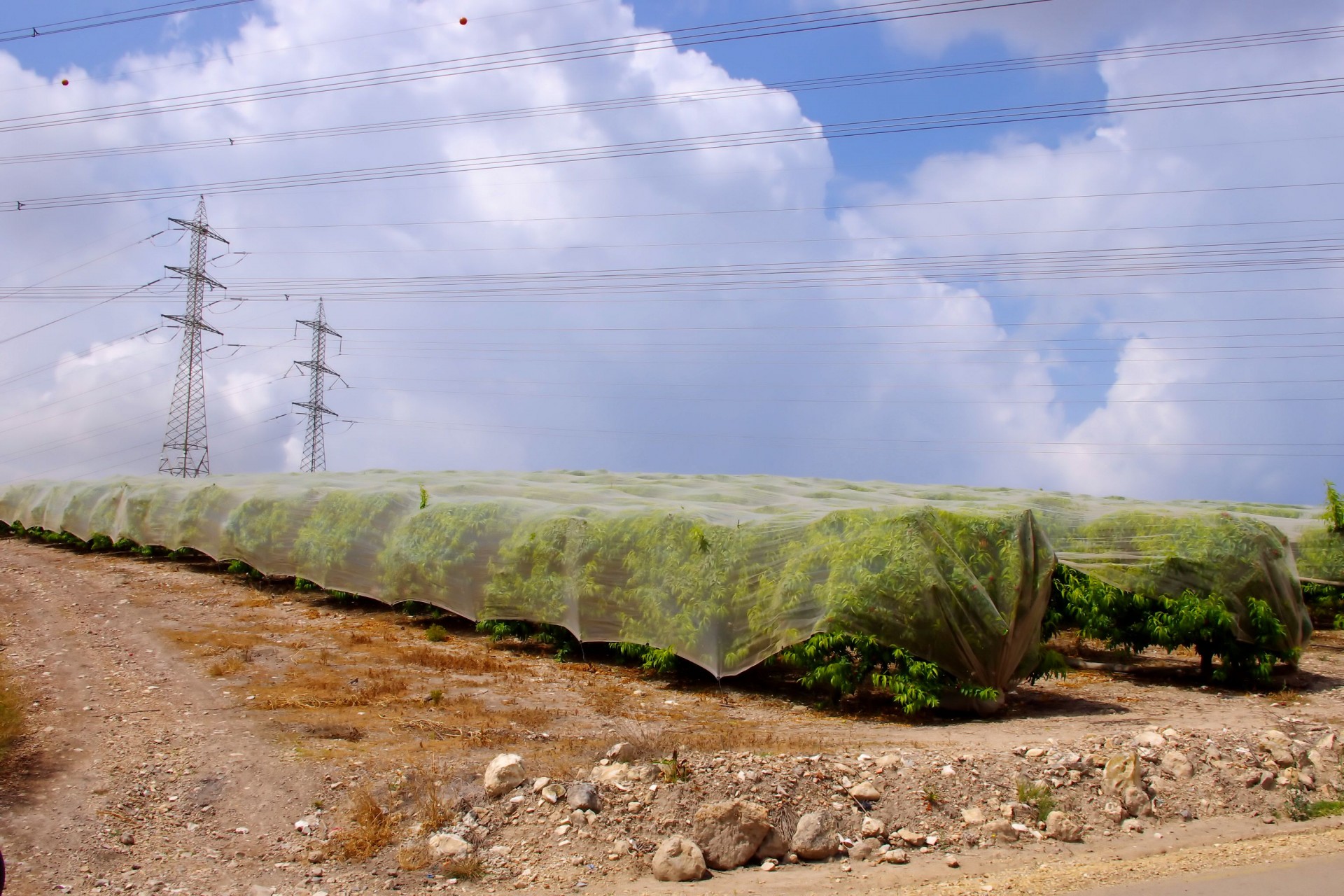 covered fruit trees free photo