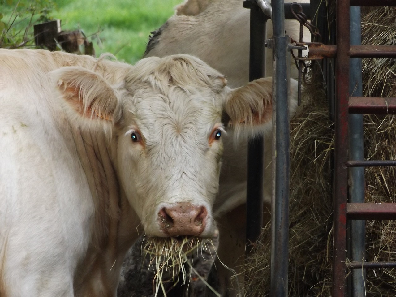 cow head eat free photo