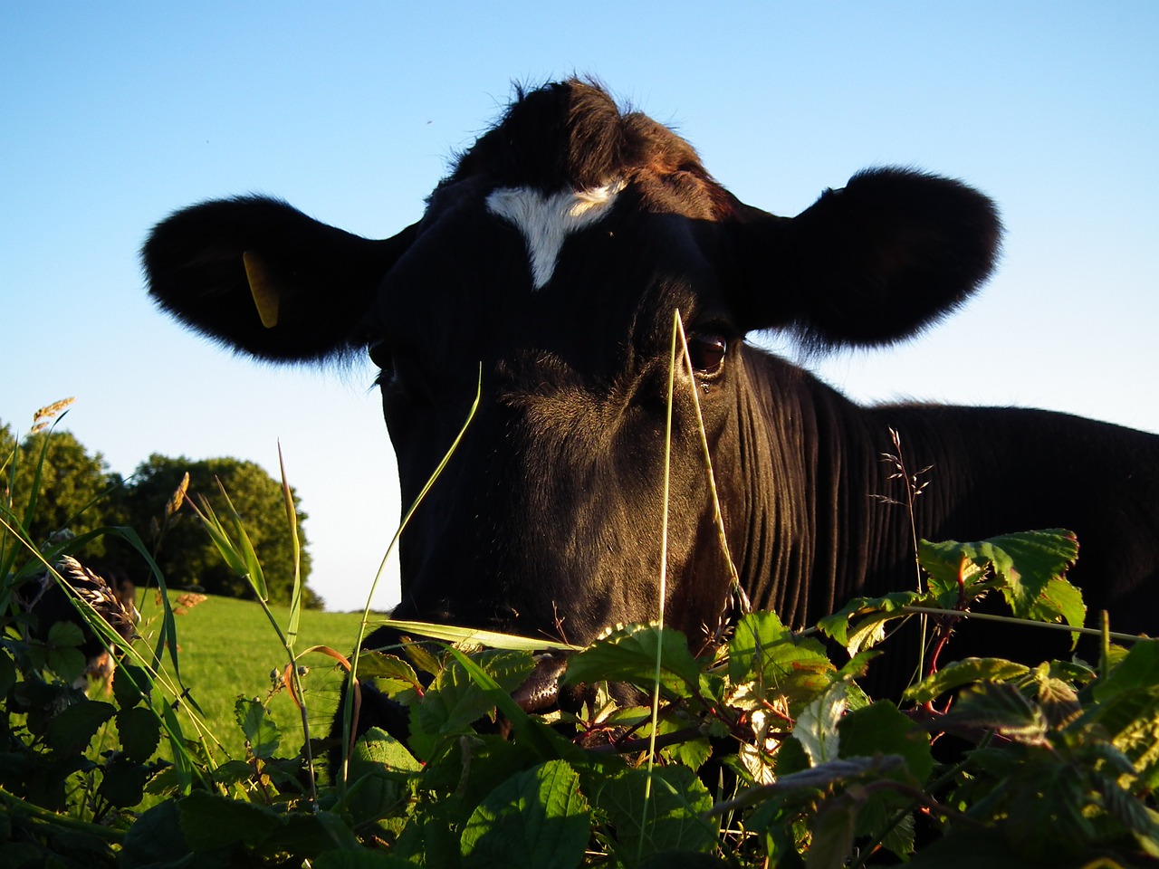 cow face green free photo