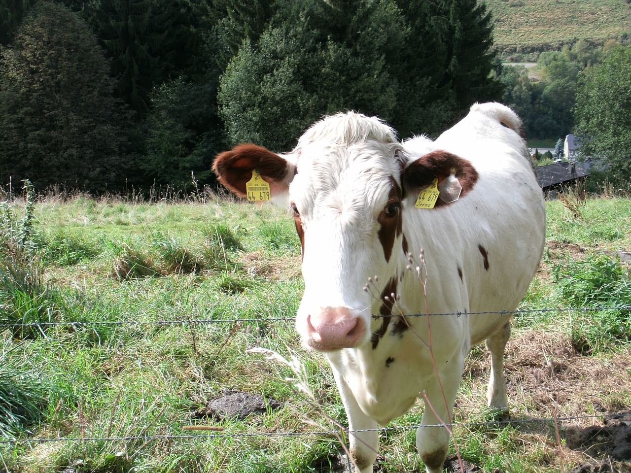 cow pasture beef free photo