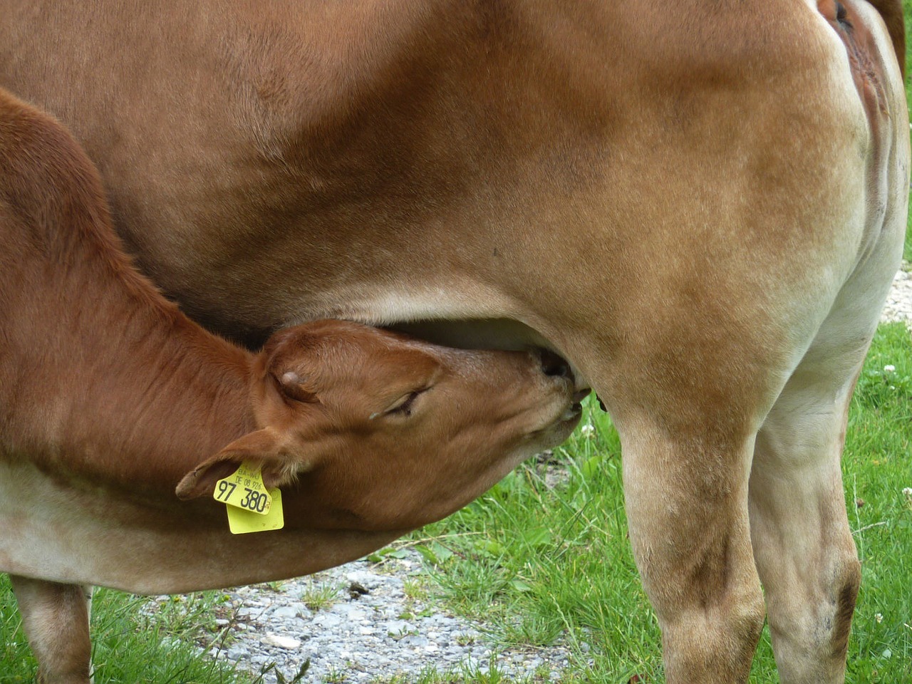 cow calf nursing free photo