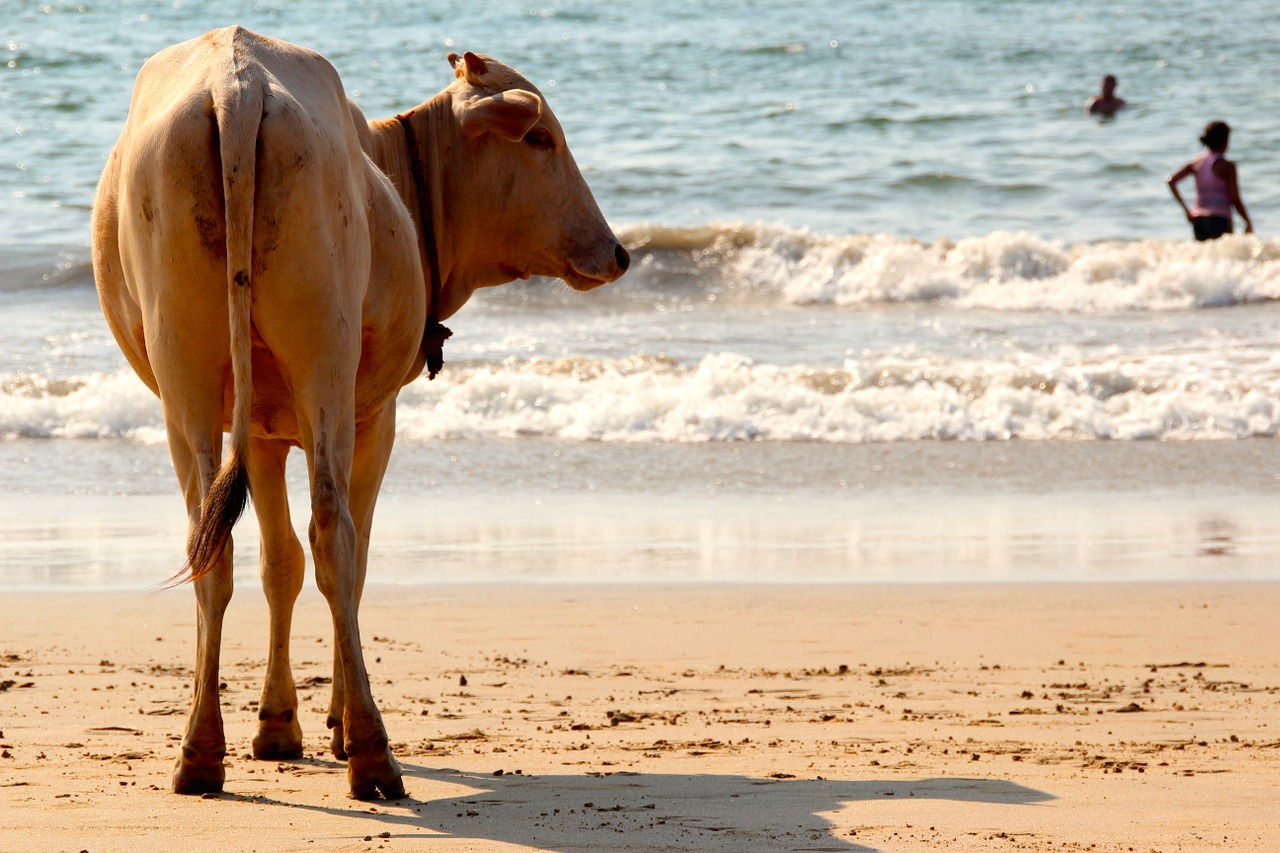 cow beach goa free photo