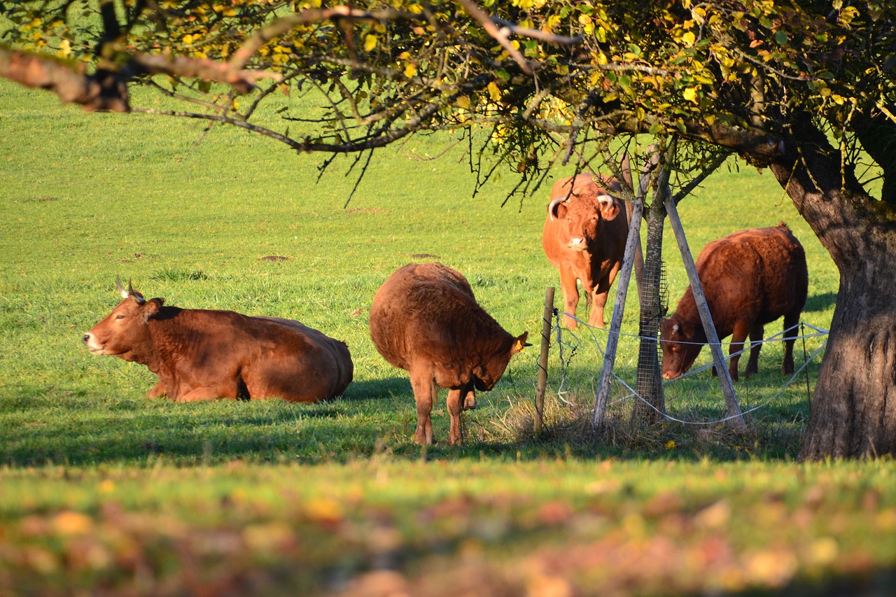 cow tree nature free photo