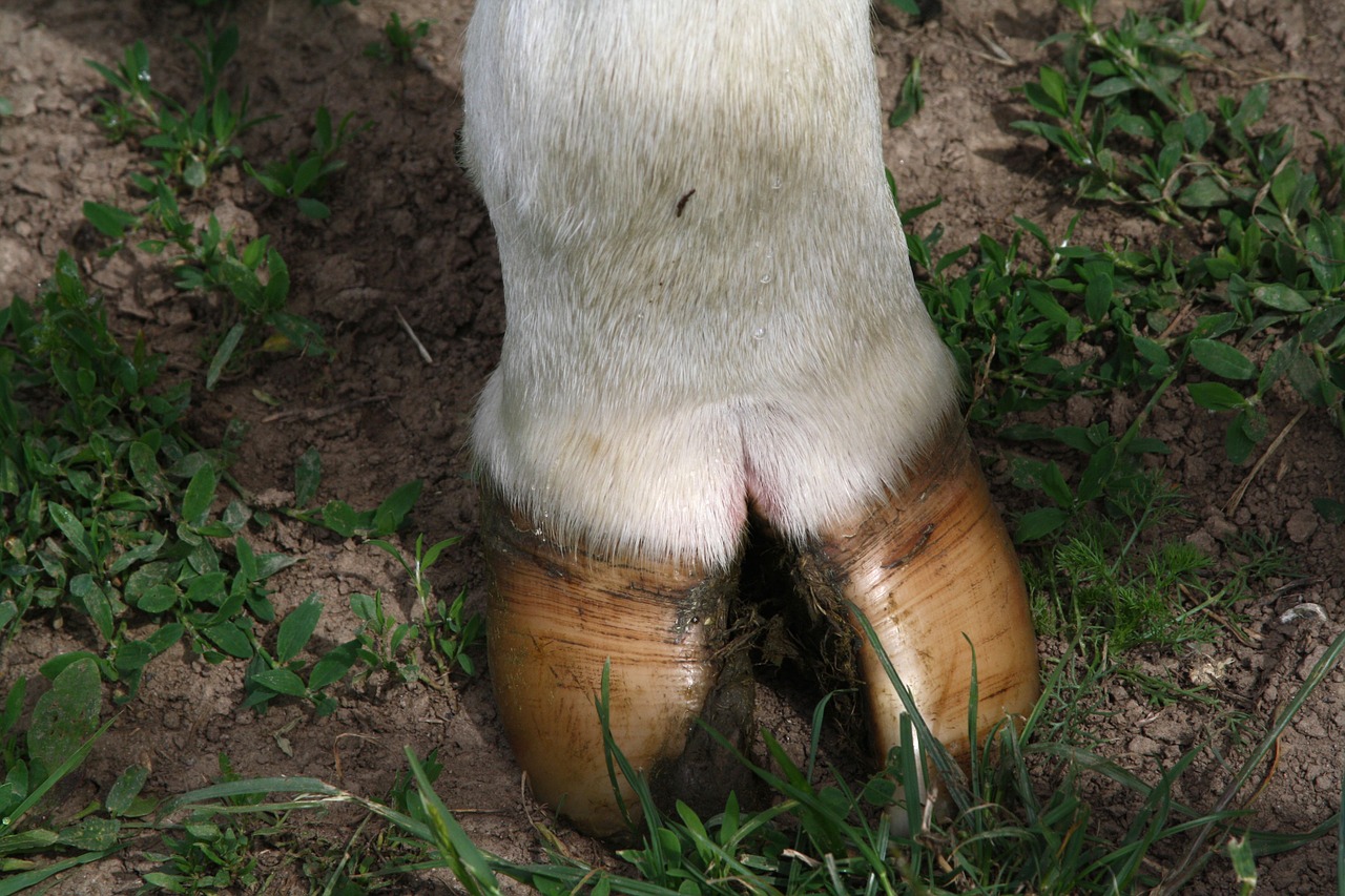 cow foot cattle free photo