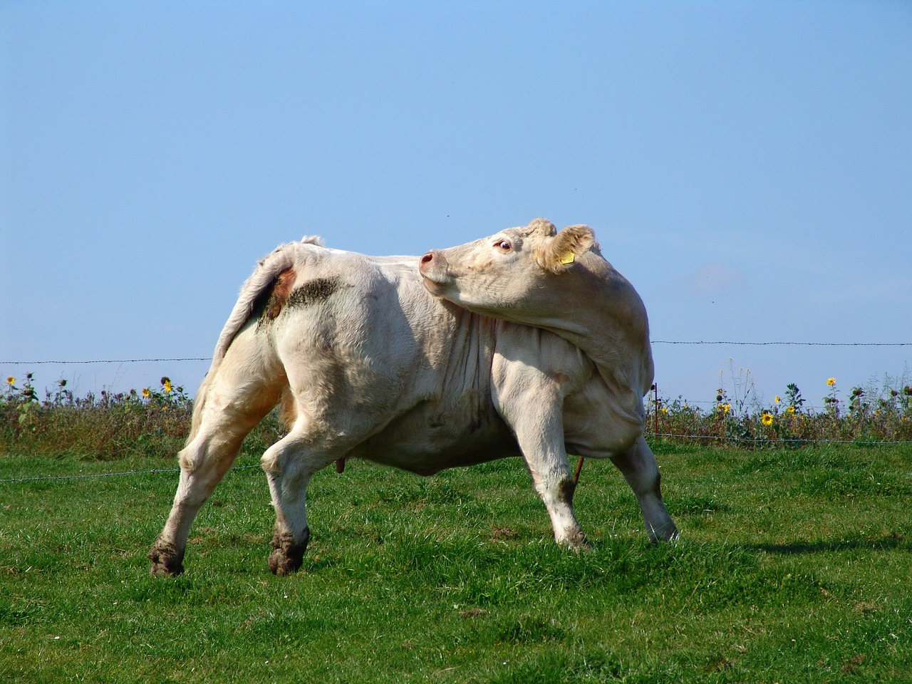cow beef pasture free photo