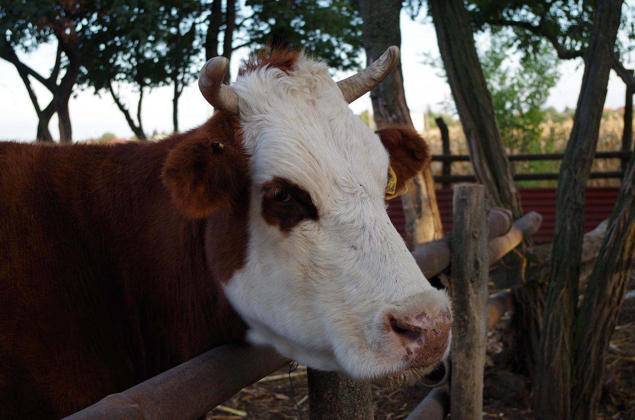 cow cattle farm free photo