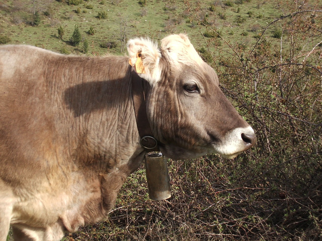 cow field livestock free photo