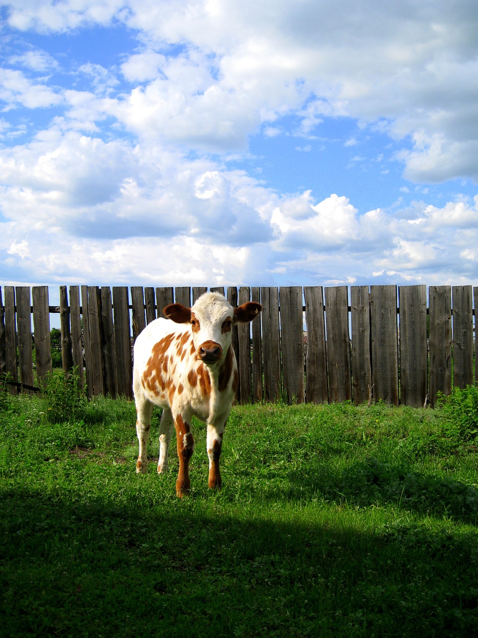 cow village farm free photo