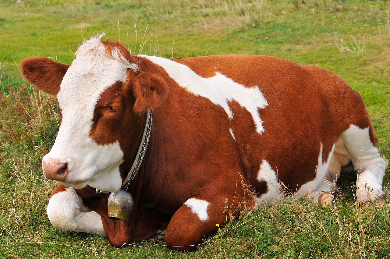 cow lying meadow free photo