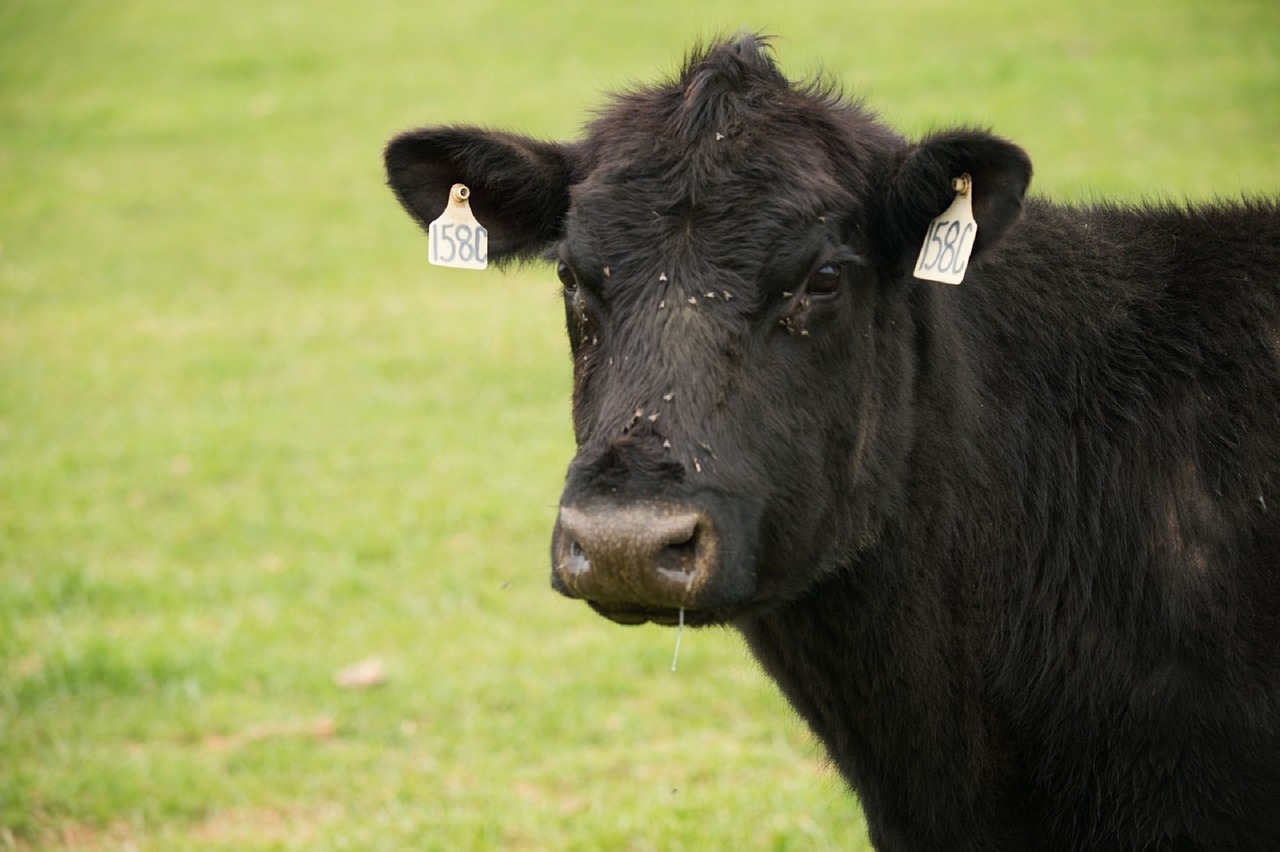 cow head farm free photo