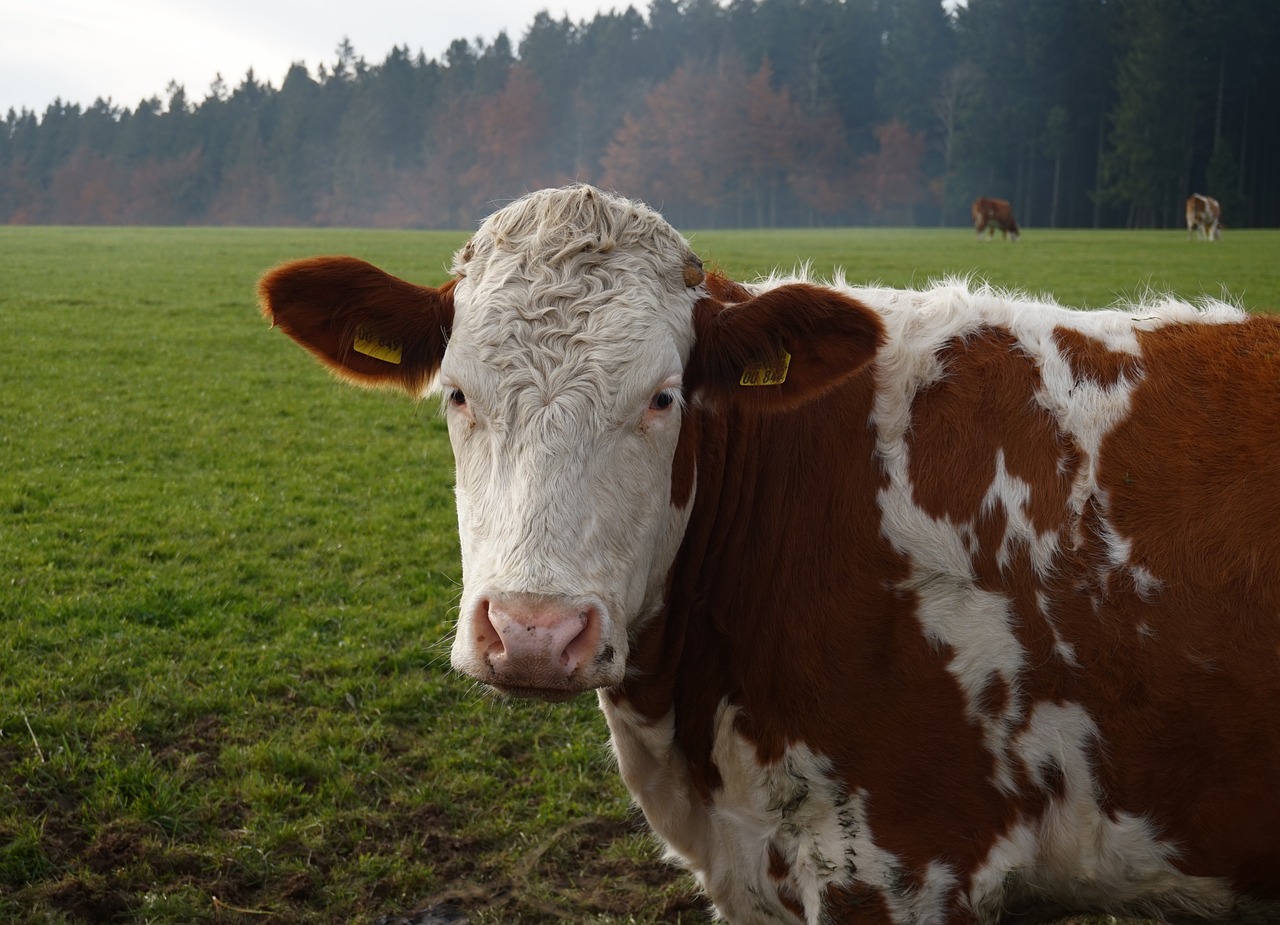 cow pasture animal free photo