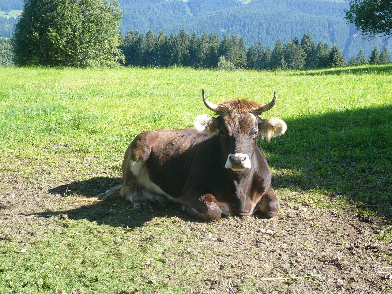 cow tirol animal free photo