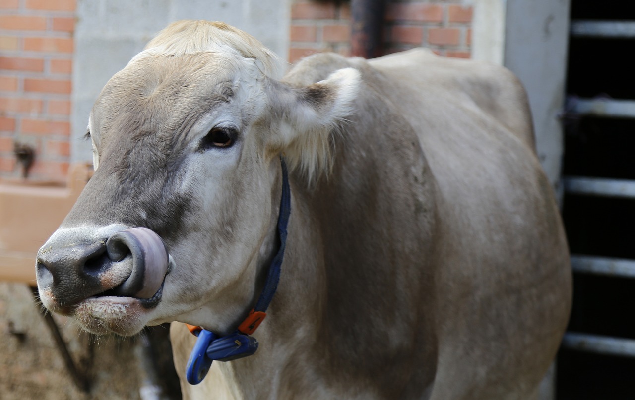 cow beef brown swiss free photo