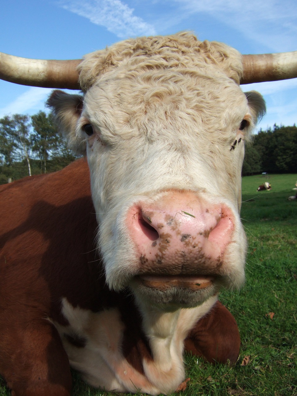 cow nose close free photo