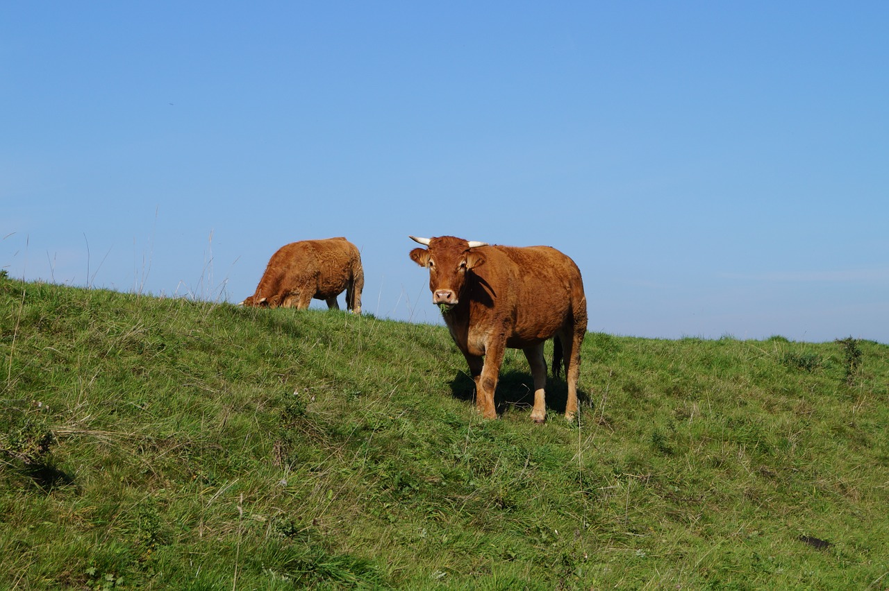 cow animals cattle free photo