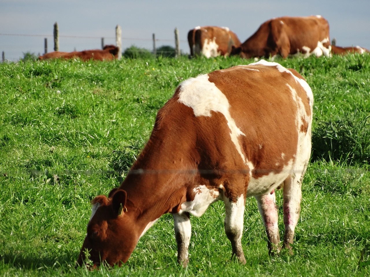 cow southern chile livestock free photo