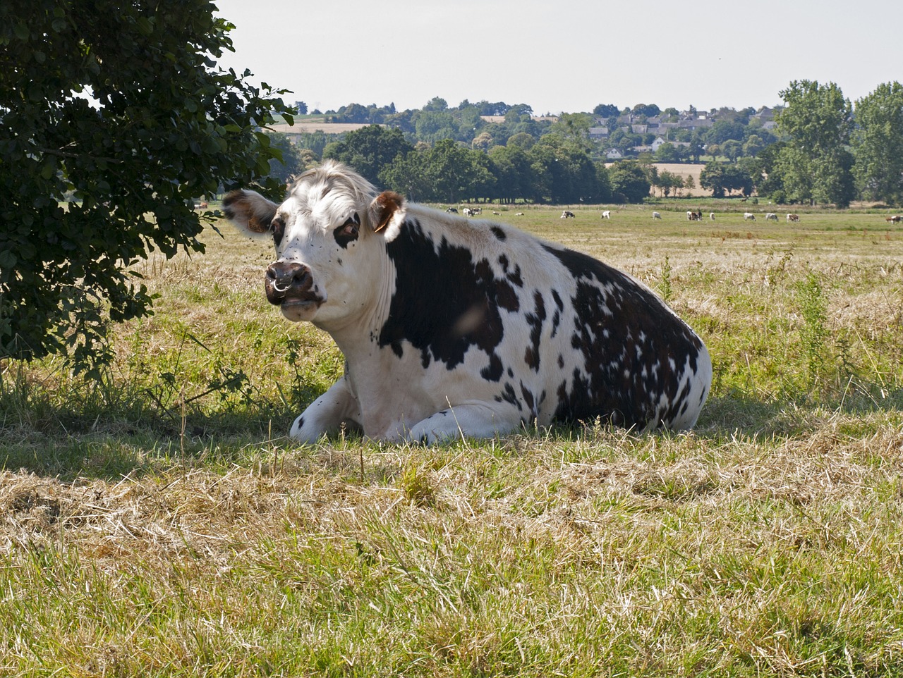 cow normandy breeding free photo
