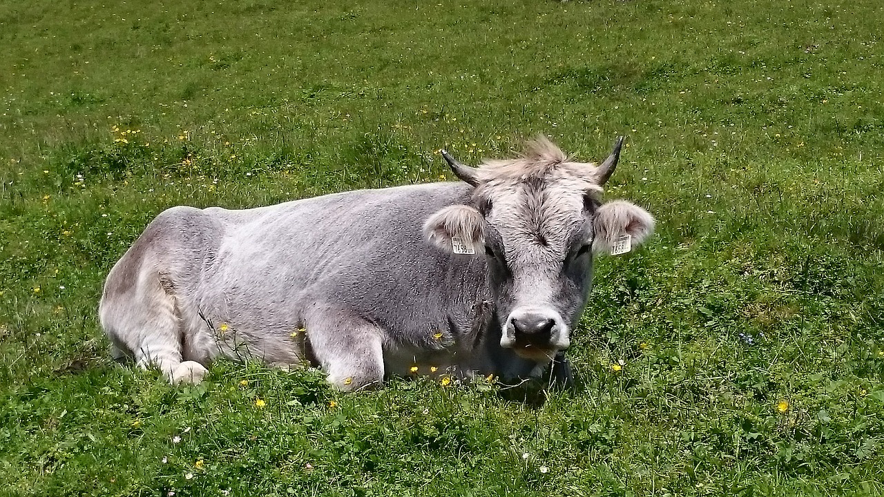 cow alpine pasture free photo