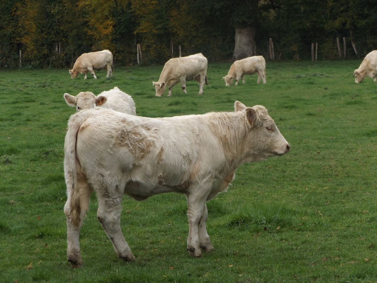 cow herd cattle free photo