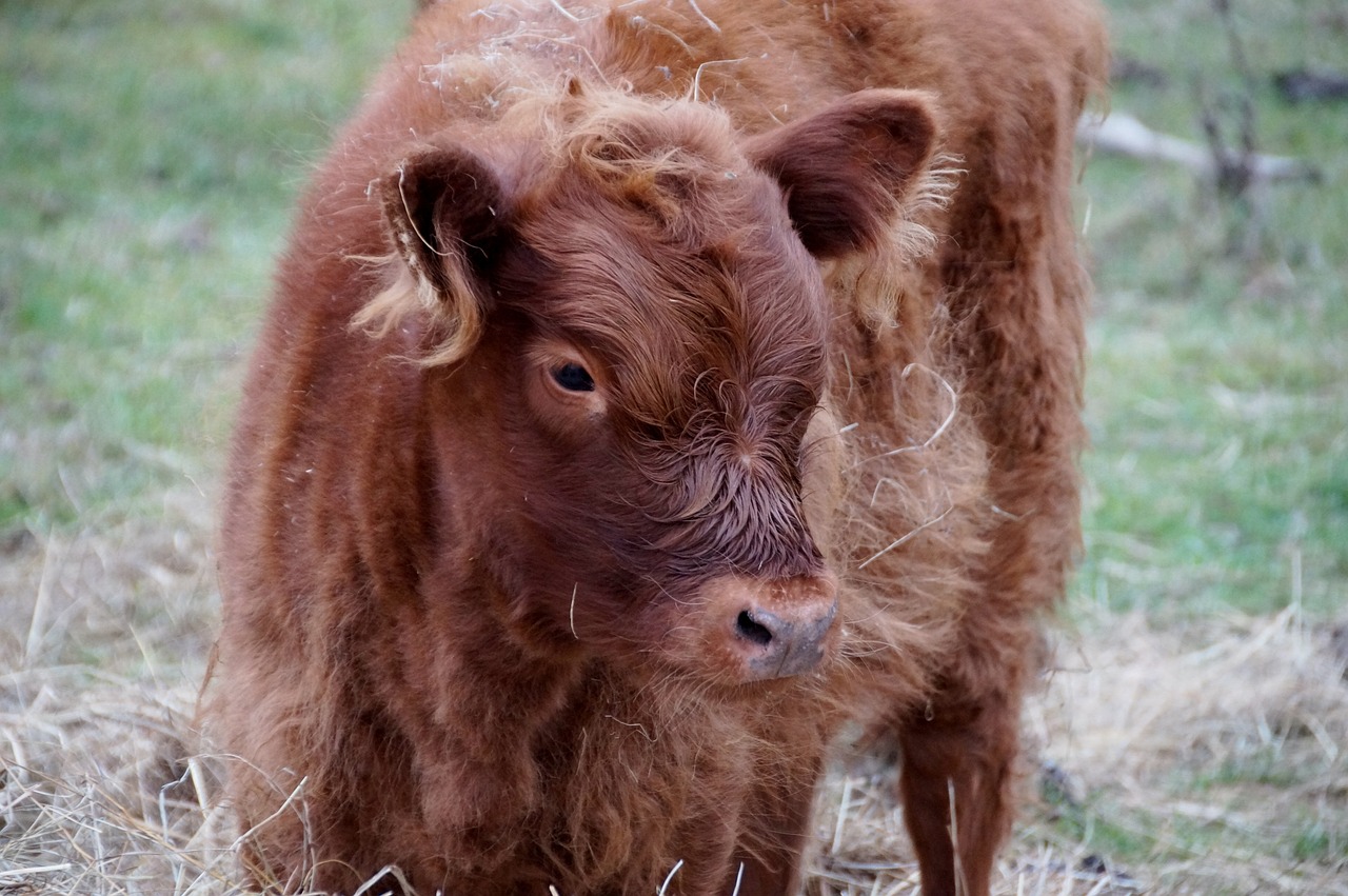 cow calf cub free photo