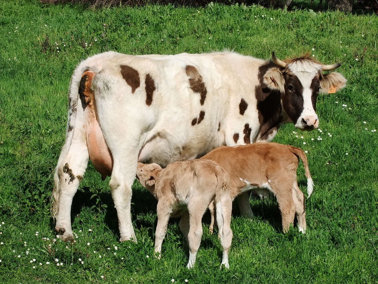 cow calves livestock free photo