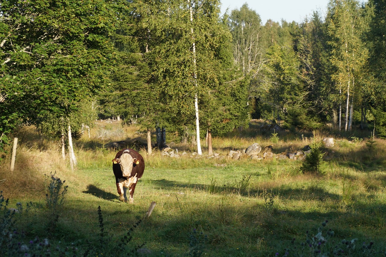 cow bull bed free photo