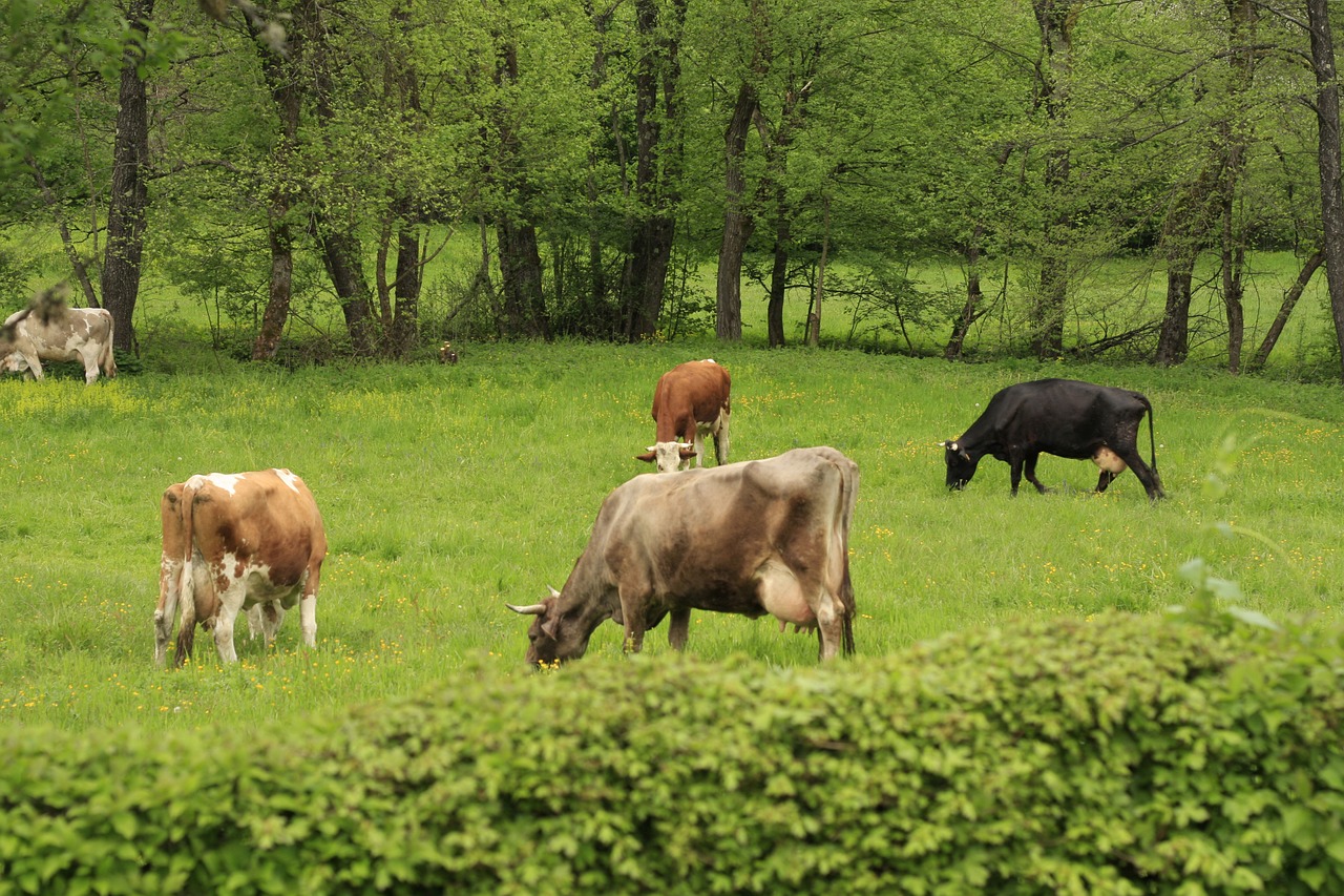 cow grass animal free photo