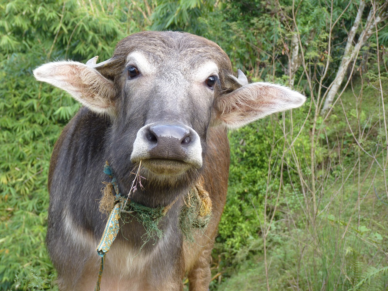 cow nepal happy free photo