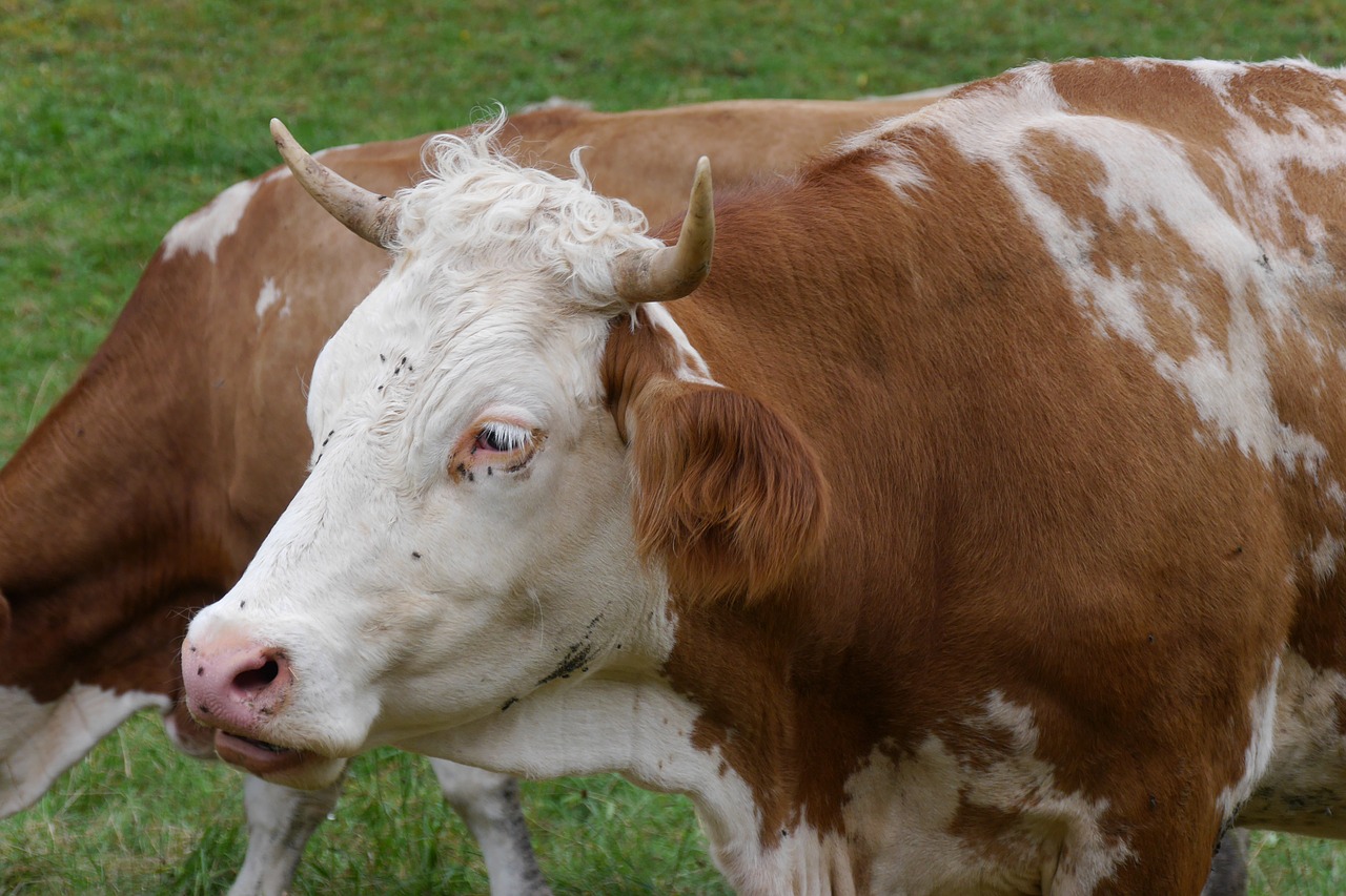 cow cattle agriculture free photo