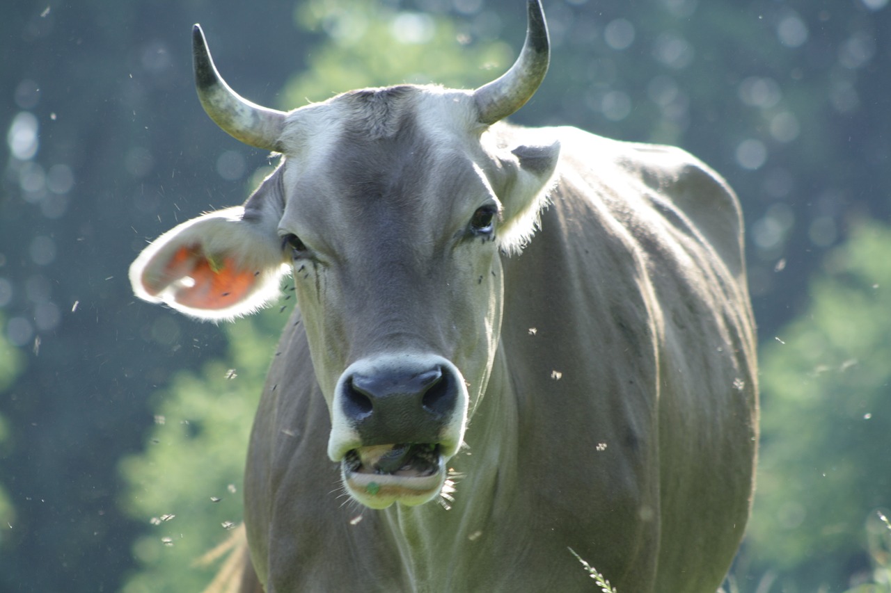 cow summer meadow free photo