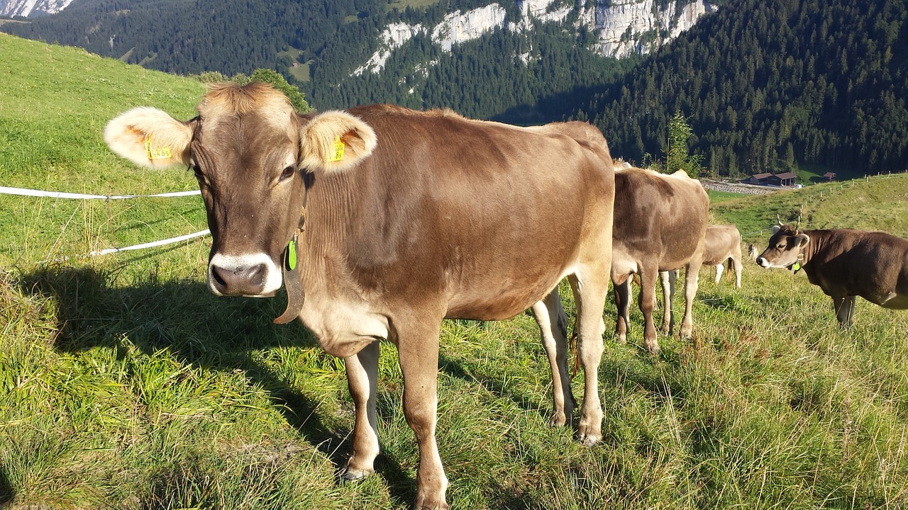 cow alpine summer free photo