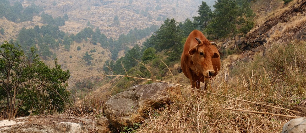 cow mountain nature free photo