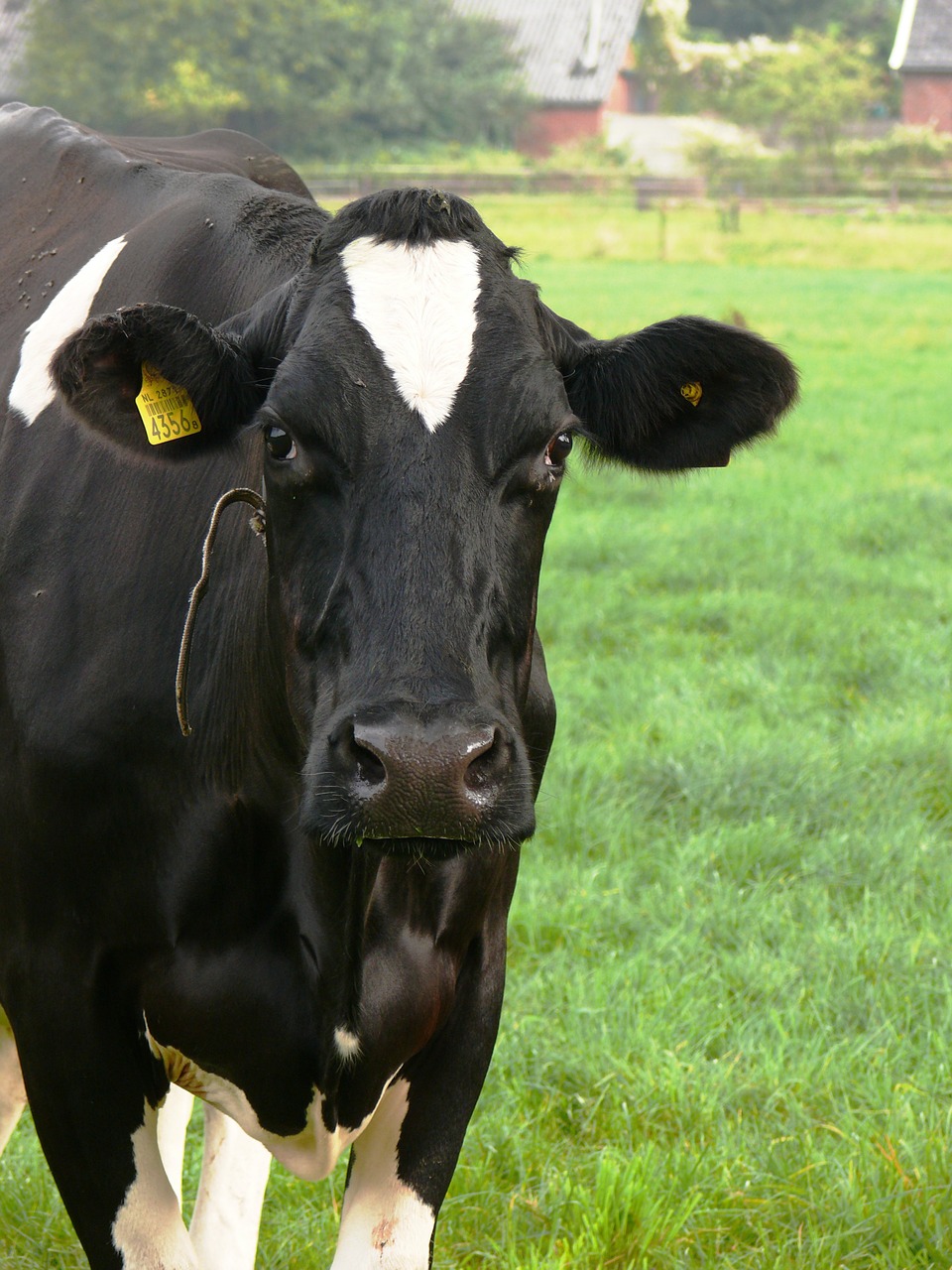 cow landscape pasture free photo