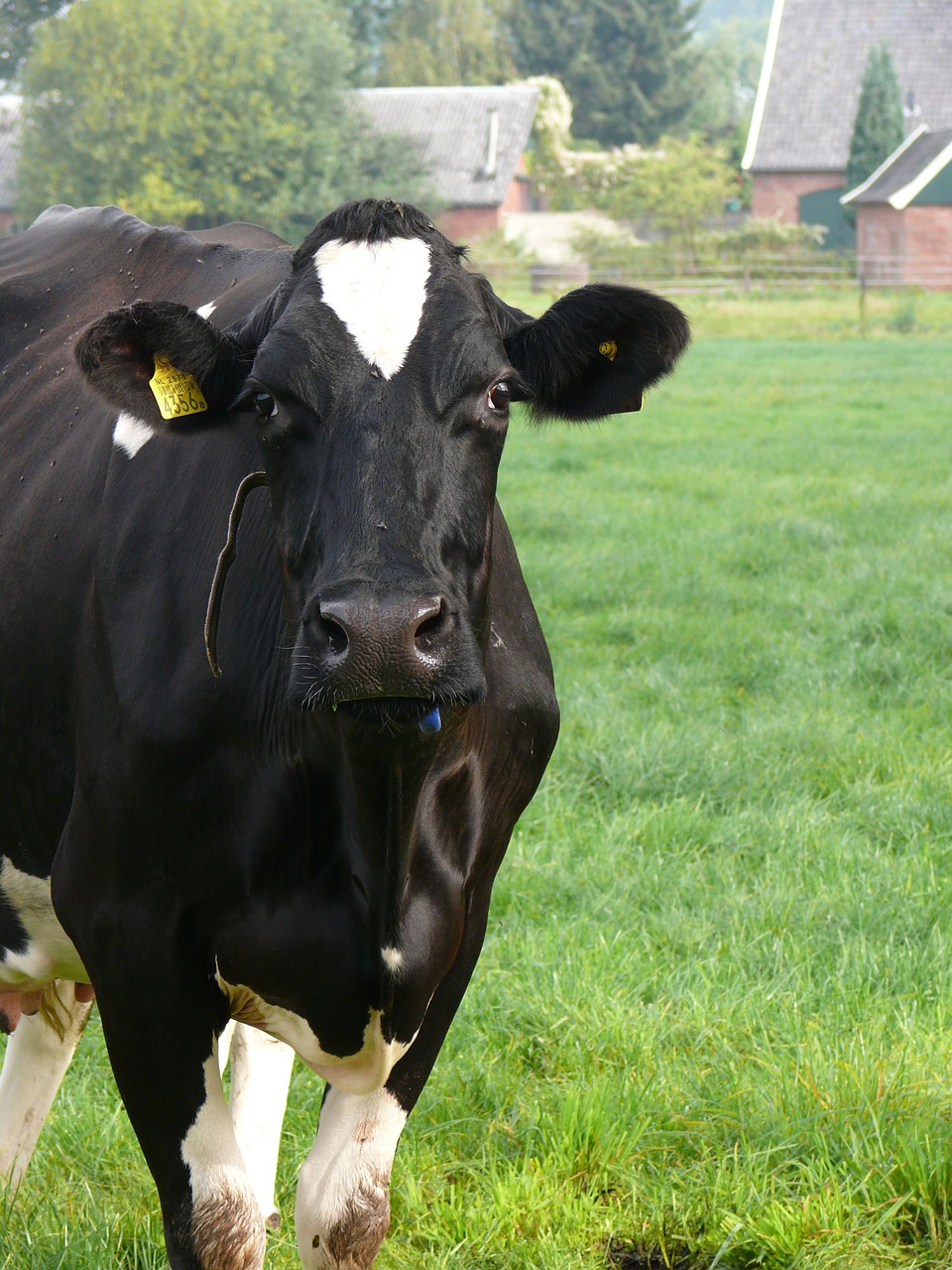 cow landscape pasture free photo