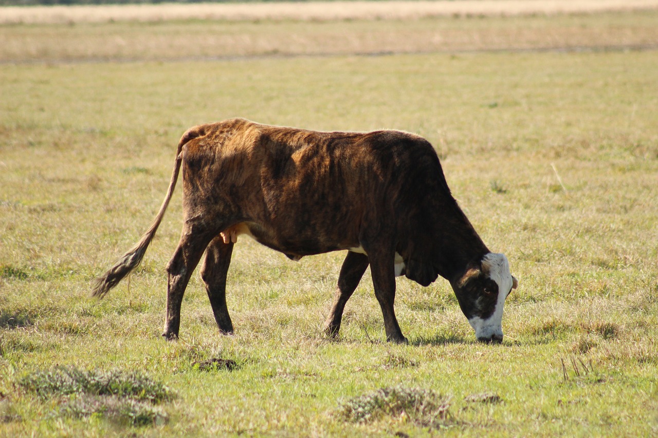 cow farm animal free photo