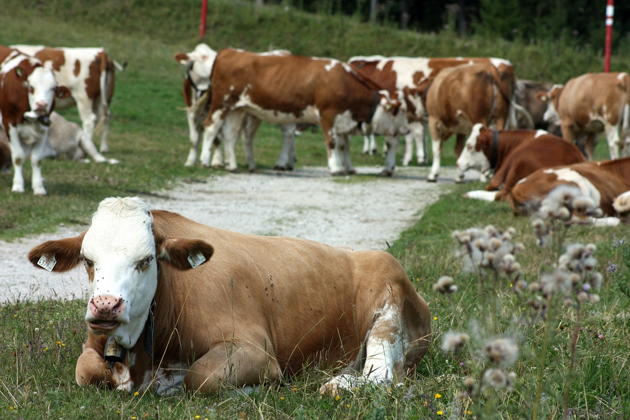 cow tyrol alm free photo