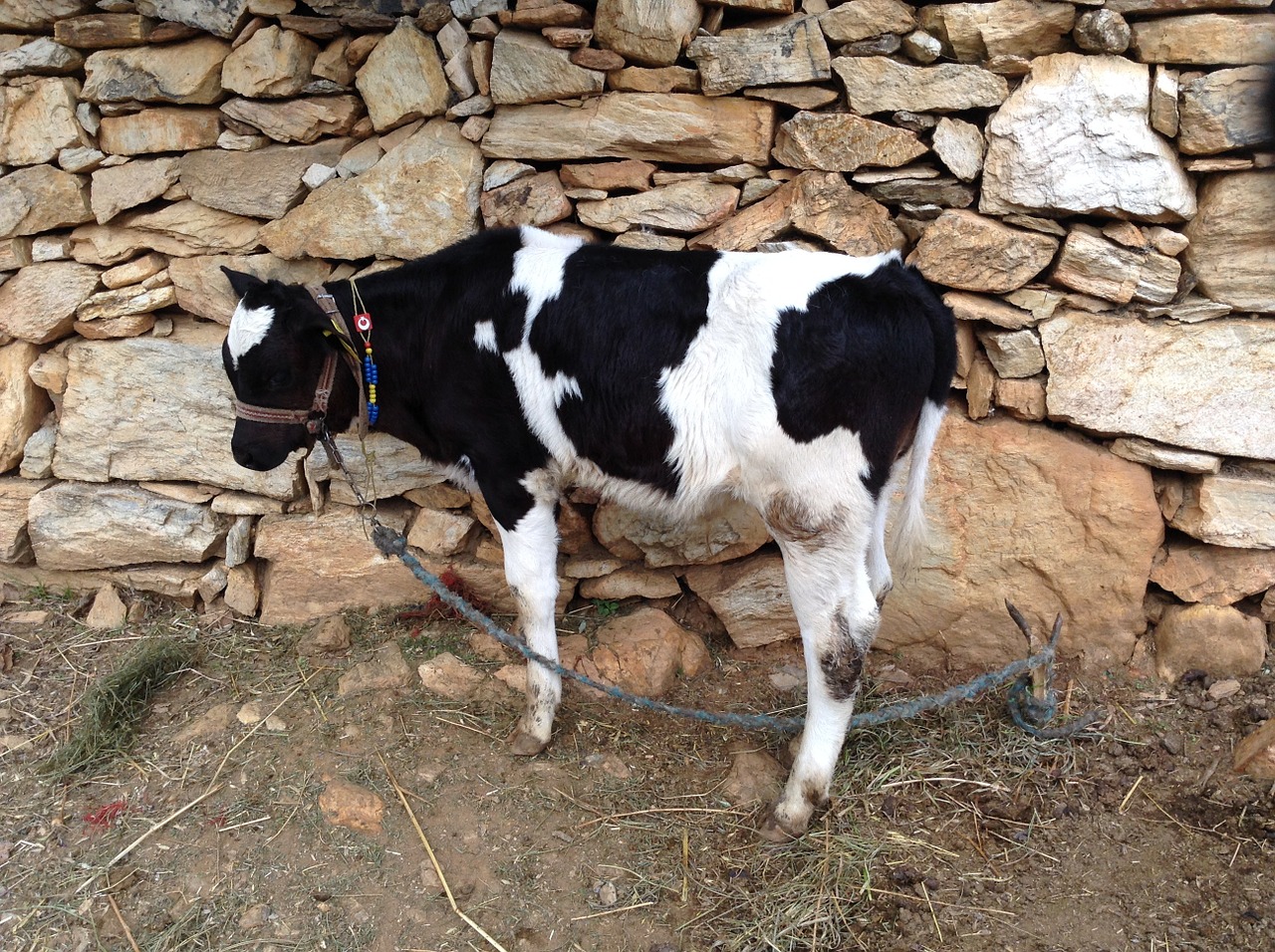 cow baby cow farm free photo