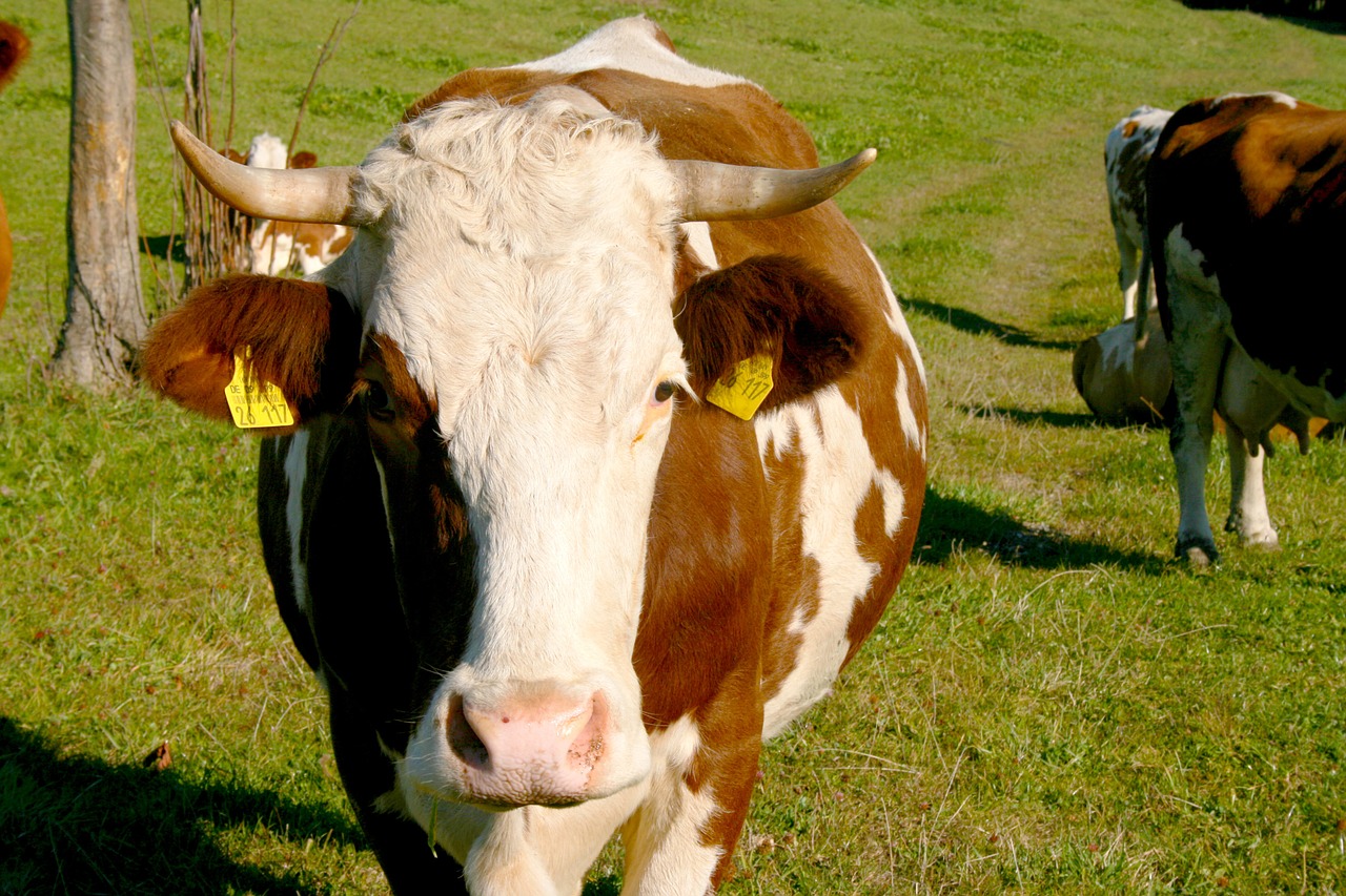 cow meadow cows free photo