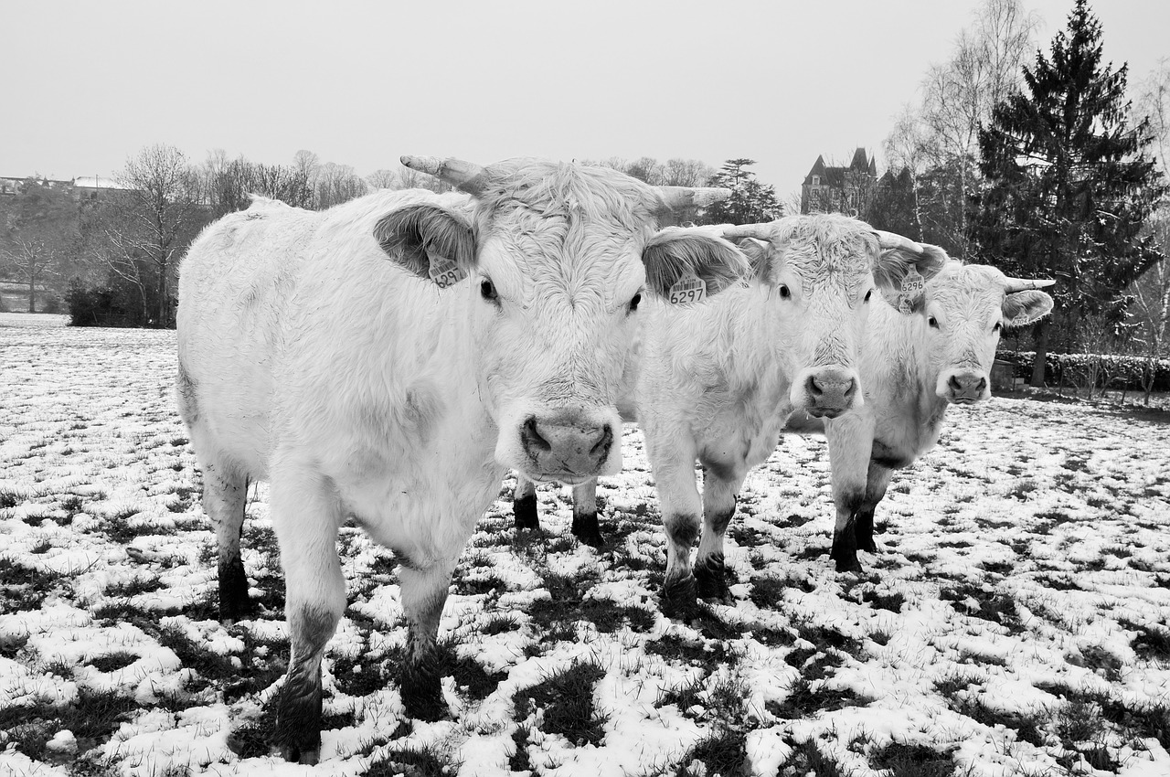 cow snow fields free photo