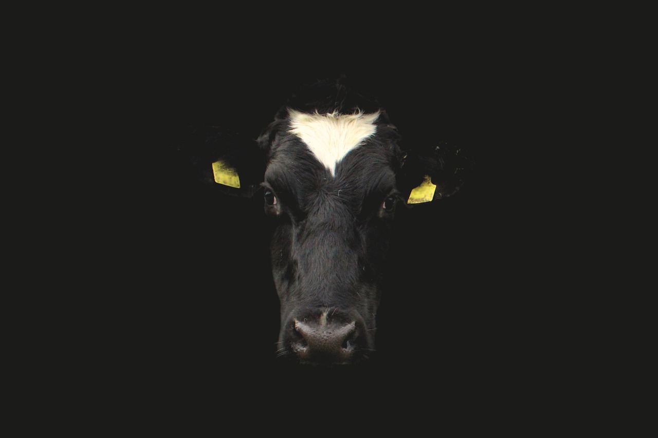 cow cow face cow portrait free photo