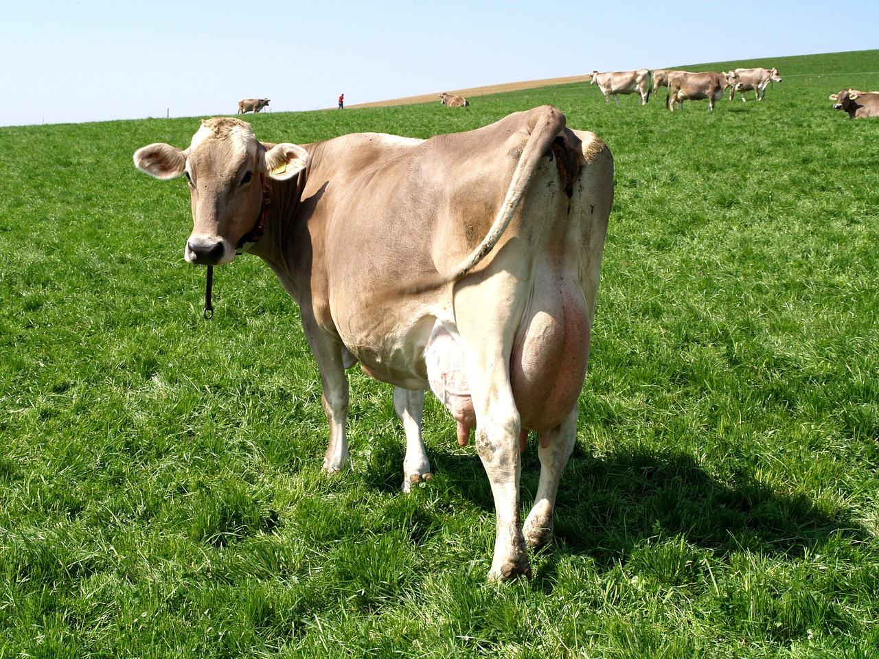 cow pasture switzerland free photo