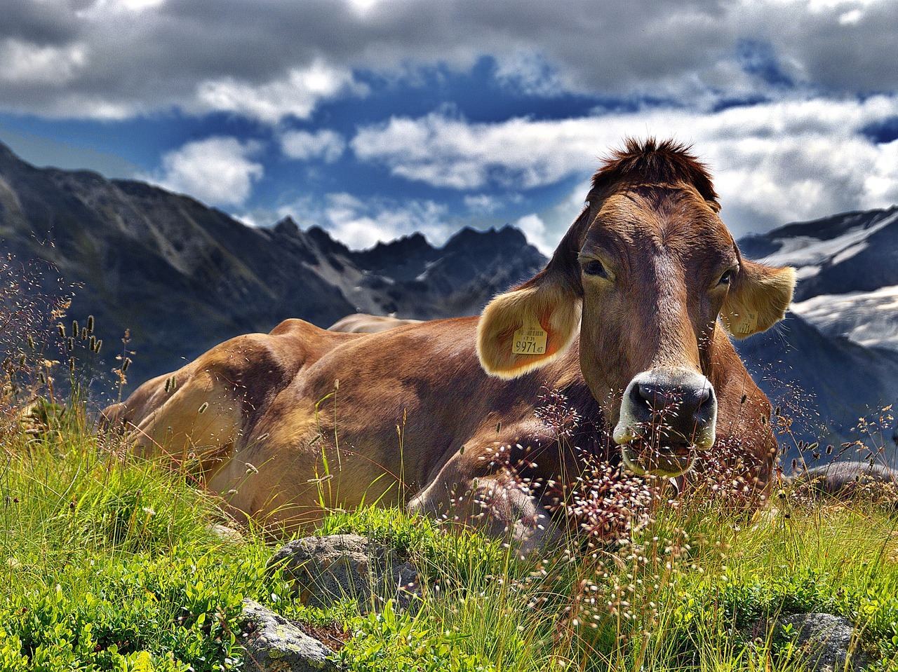 cow the alps mountains free photo