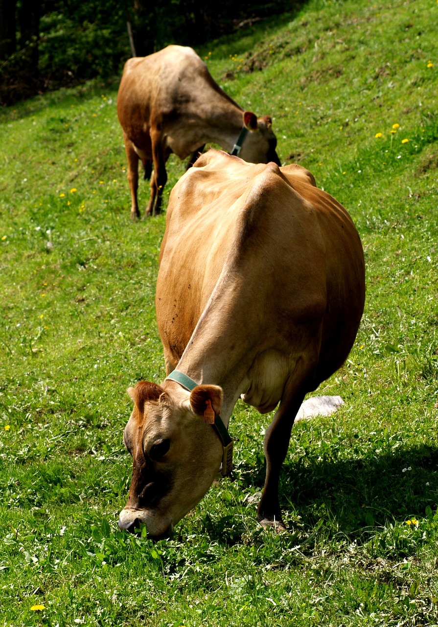 cow animals alm free photo