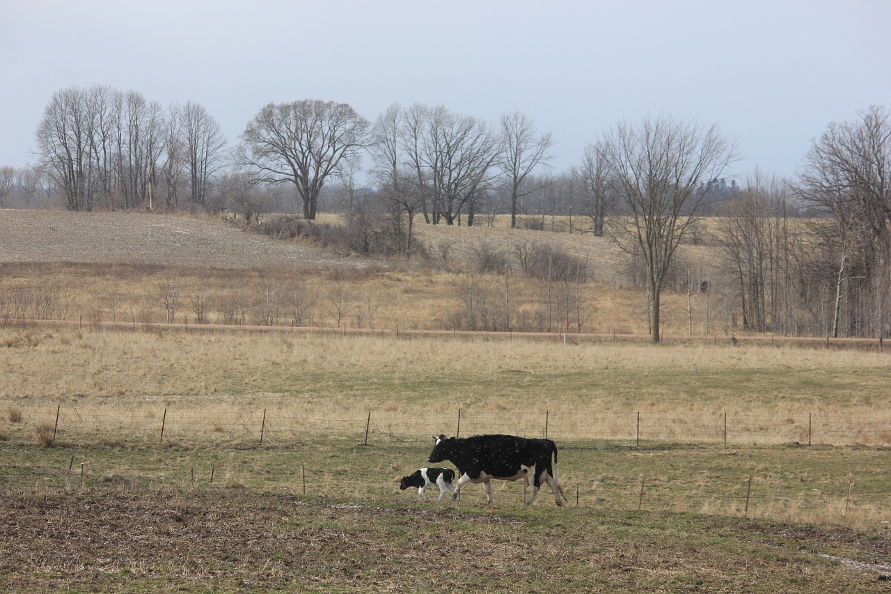 cow calf countryside free photo