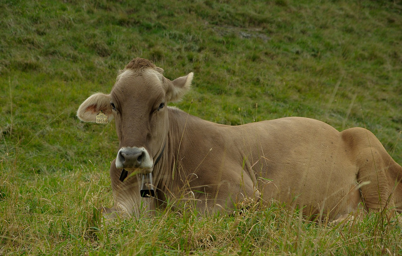 cow ruminant pasture free photo