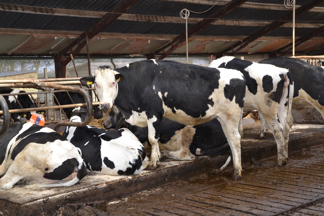 cow farm stall free photo