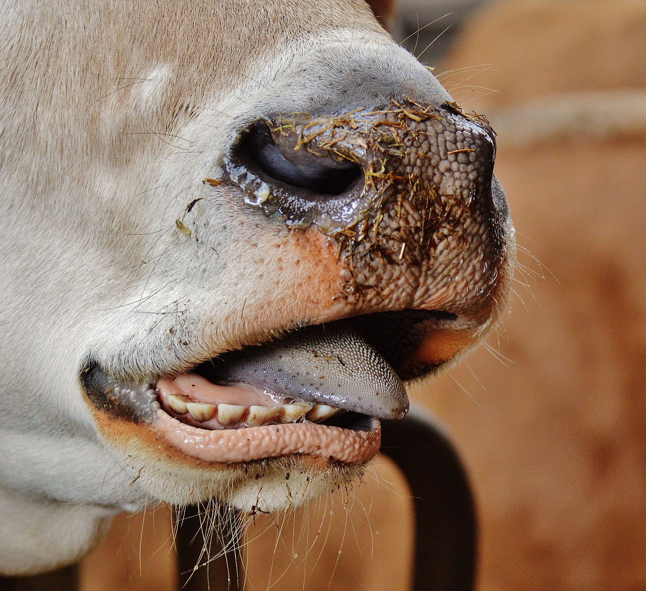 cow snout nose free photo