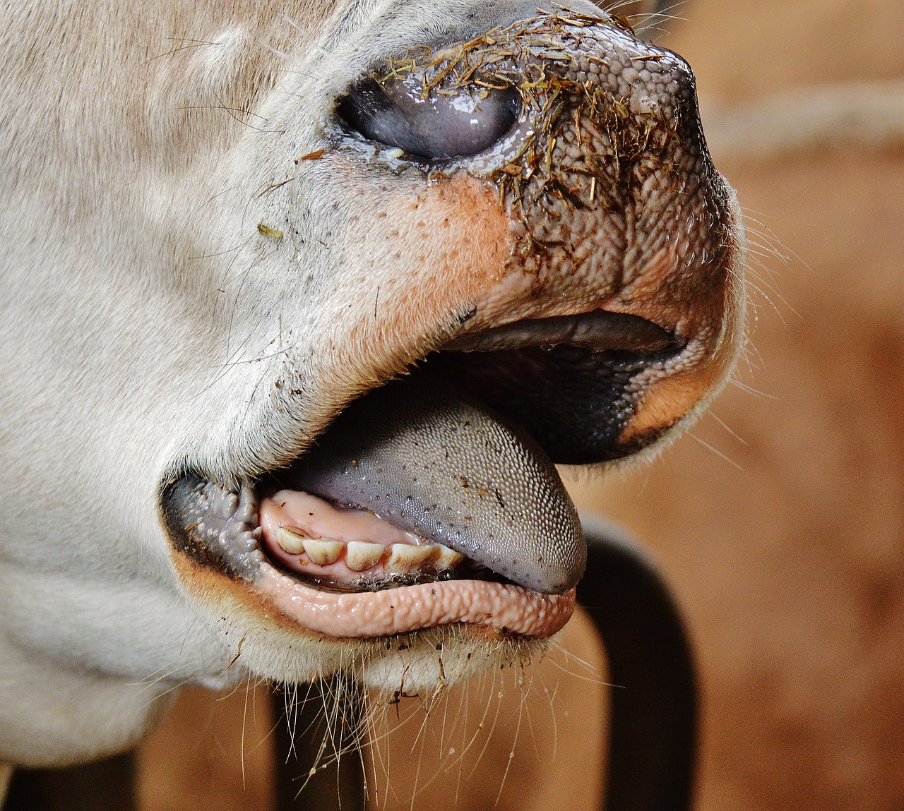 cow snout nose free photo